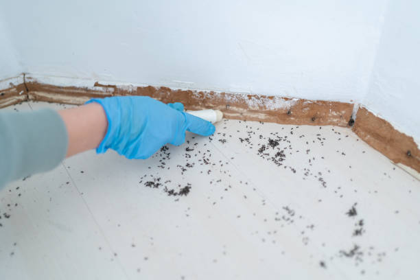 Best Residential Pest Control  in Ajo, AZ